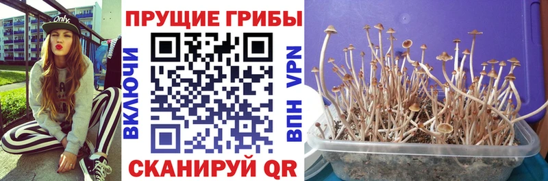 где купить наркоту  mega ссылка  Галлюциногенные грибы Psilocybe  Жуковский 